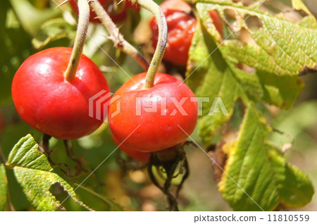 Hermanus red fruit 11810559