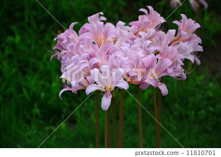 Natsuisen Sen 11810701