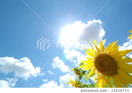 向日葵 11810713