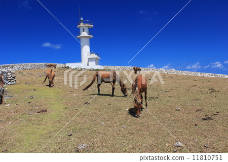 Yonaguni horse 11810751