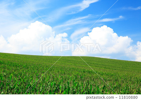Biei town in Hokkaido Corn field and cumulus cloud 11810880