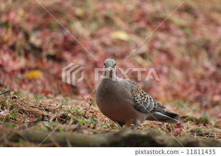 Dove - Autumn Dove - Autumn 11811435