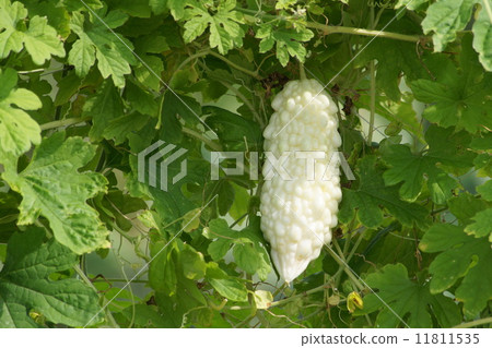 稀有的白葫蘆 11811535