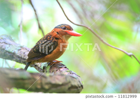 菲律賓Aohige Shobin 11812999