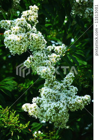 Culverberry White Flower Culverberry White Flower 11813081