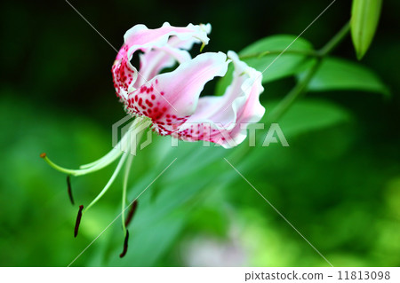 百合花開了 百合花開了 11813098