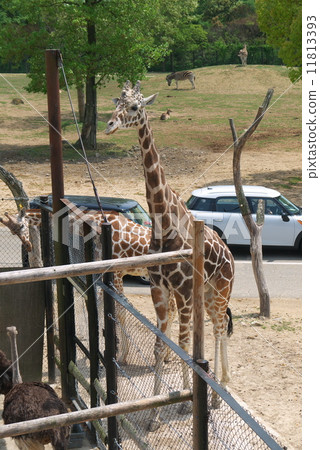 Giraffe Giraffe 11813393