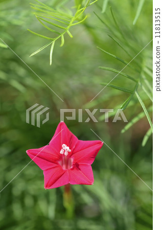 路邊的(紅色的) 路邊的(紅色的) 11813515