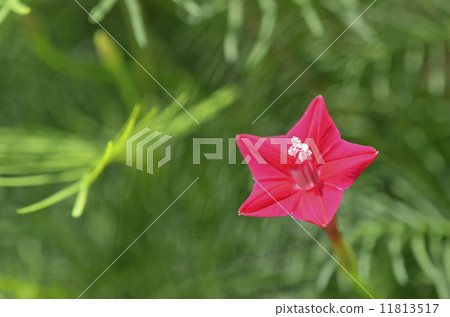 路邊的(紅色的) 路邊的(紅色的) 11813517