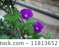 summer  11813652