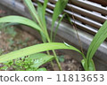 Locust  11813653