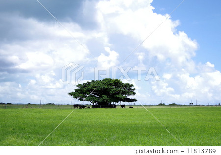 Ranch of Okinawa Kuroshima 11813789