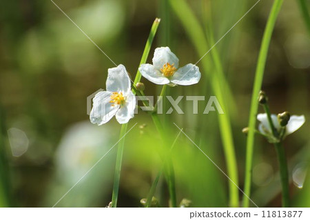 Flower of Homodaka Flower of Homodaka 11813877