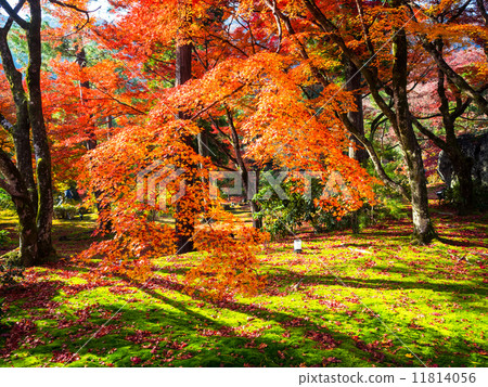 Jokoin Shishon garden Jokoin Shishon garden 11814056