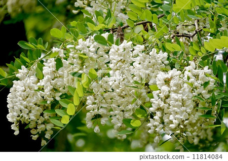 Harienge Harienge 11814084