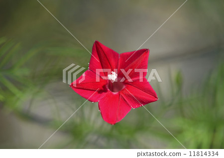 路邊的(紅色的) 路邊的(紅色的) 11814334
