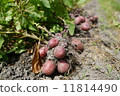 Potato Harvest 11814490