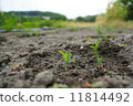 Germination of corn 11814492