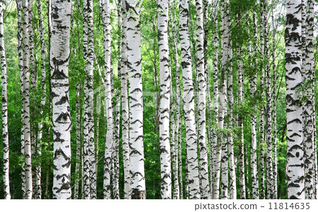 Trunks of birch trees in summer 11814635