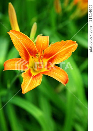 Orange lily in summer garden 11814692