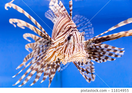 Aquarium fish 11814955