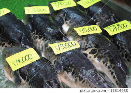 Fugu sold at Nipponbashi Kuromon Market in Osaka City 11814988