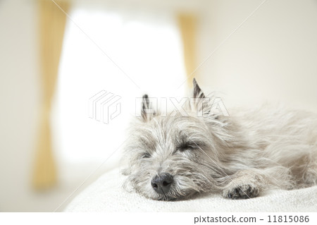 sleeping dog sleeping dog 11815086