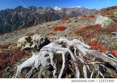 Withered pine wood with butterflies and spear · Hodaka mountains Withered pine wood with butterflies and spear · Hodaka mountains 11815460