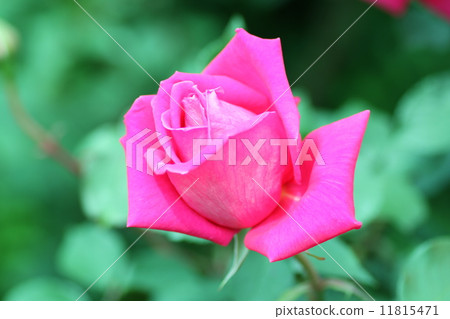 Roses 11815471