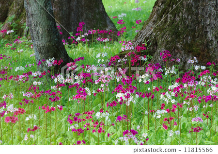 粳稻報春 粳稻報春 11815566