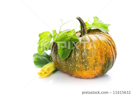 pumpkin pumpkin 11815632