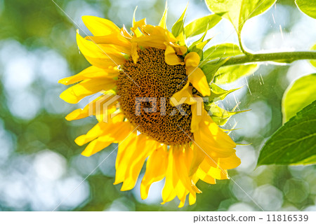 sunflower sunflower 11816539