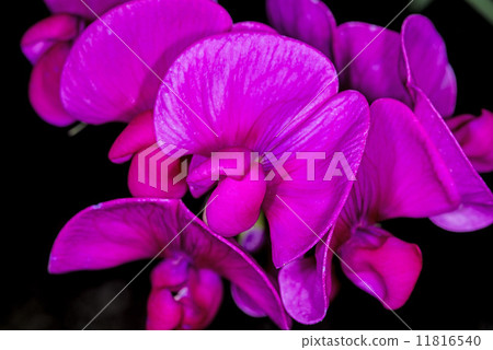 vetch vetch 11816540