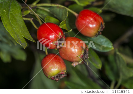 Hawthorn fruits Hawthorn fruits 11816541