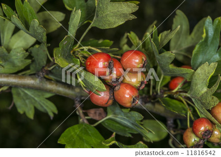 Hawthorn fruits 11816542