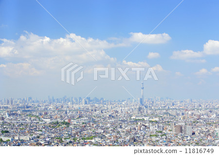 Sky tree  11816749