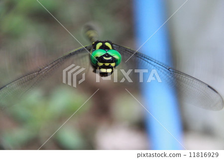 Onyangma Onyangma 11816929