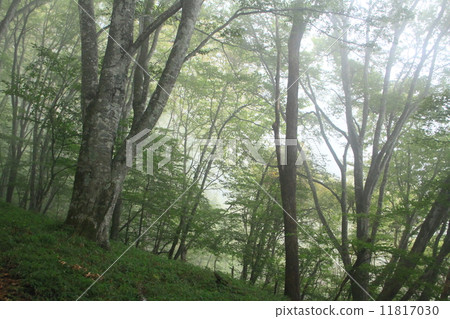 四國山的布納森林 11817030