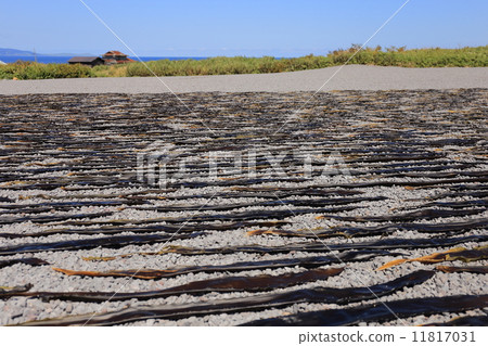 利尻島和大磯的干燥 11817031