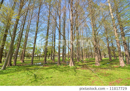 Morning after rain Morning after rain 11817729