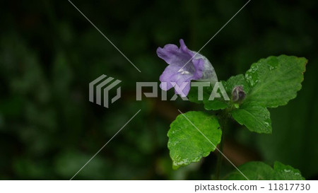 Slanted leftward pointing Slanted leftward pointing 11817730