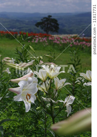 Lilies of the plateau Lilies of the plateau 11817731