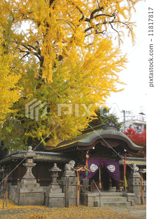 京都秋天將軍神社 京都秋天將軍神社 11817817