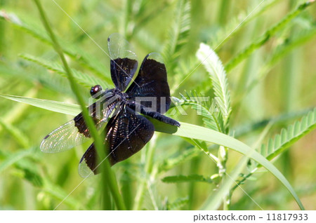 美麗的蜻蜓:蝴蝶(女) 美麗的蜻蜓:蝴蝶(女) 11817933