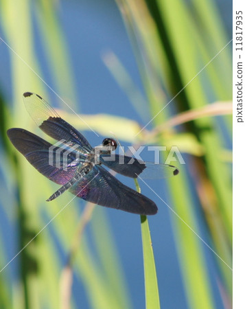 美麗的蜻蜓:蝴蝶(男) 美麗的蜻蜓:蝴蝶(男) 11817935