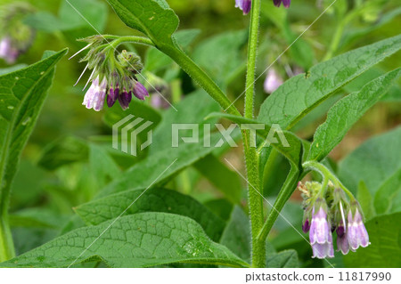 Plants · Moldaceae 11817990