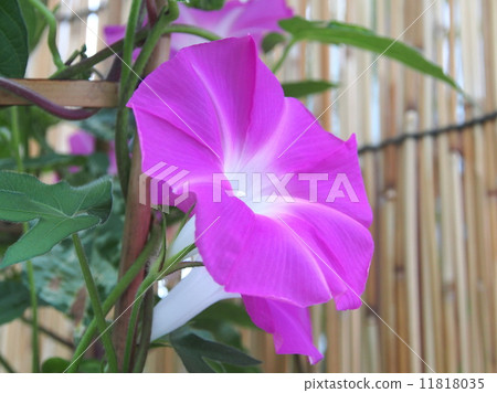 牽牛花和平的光輝 11818035