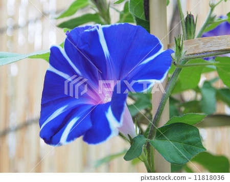 Morning glory · Fuji's purple 11818036