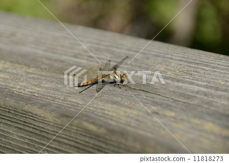 Red dragonfly Red dragonfly 11818273