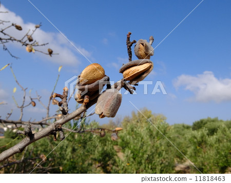 Almond at harvest 11818463